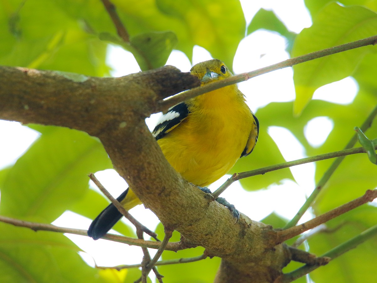 Common Iora - ML646217441
