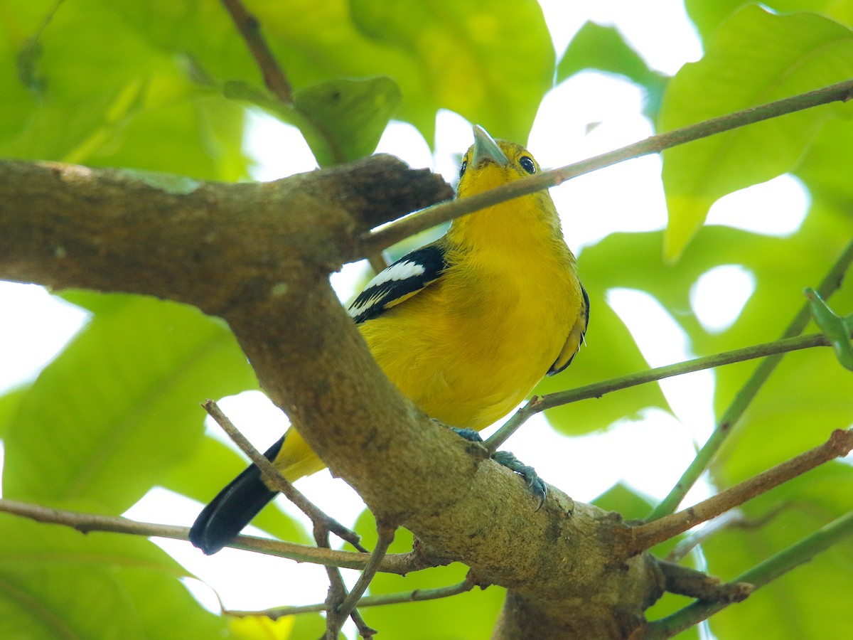 Common Iora - ML646217442