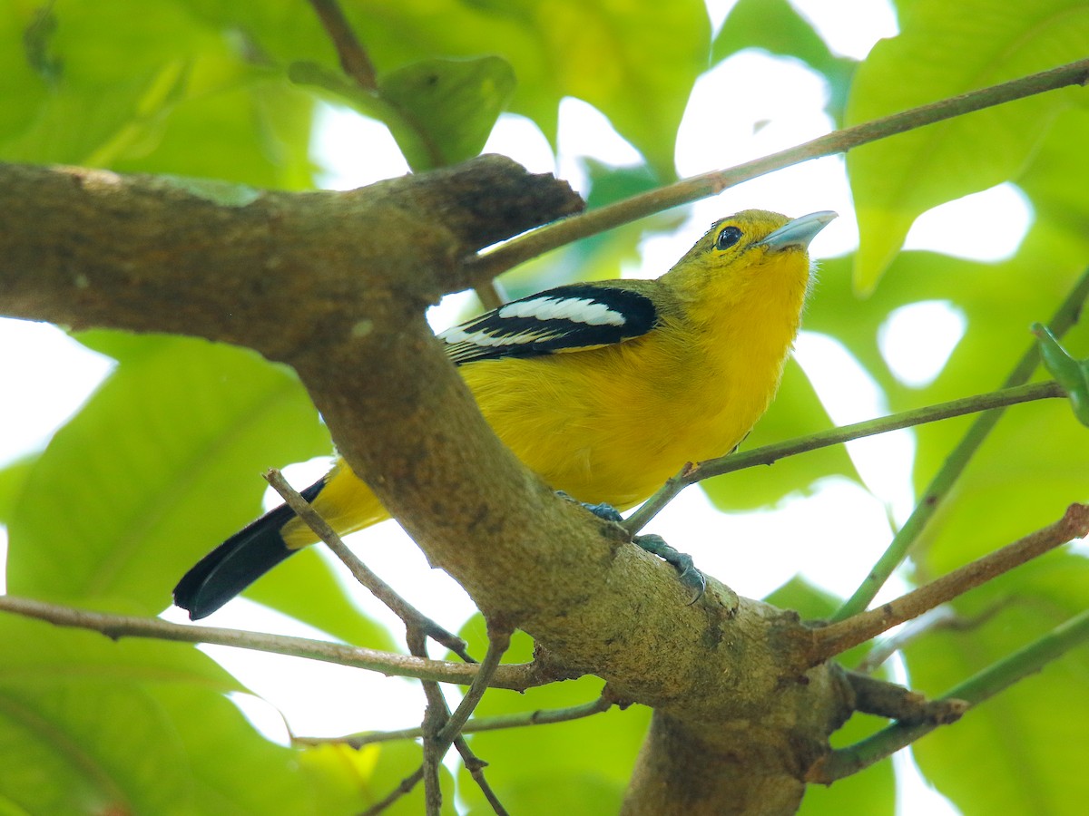 Common Iora - ML646217443