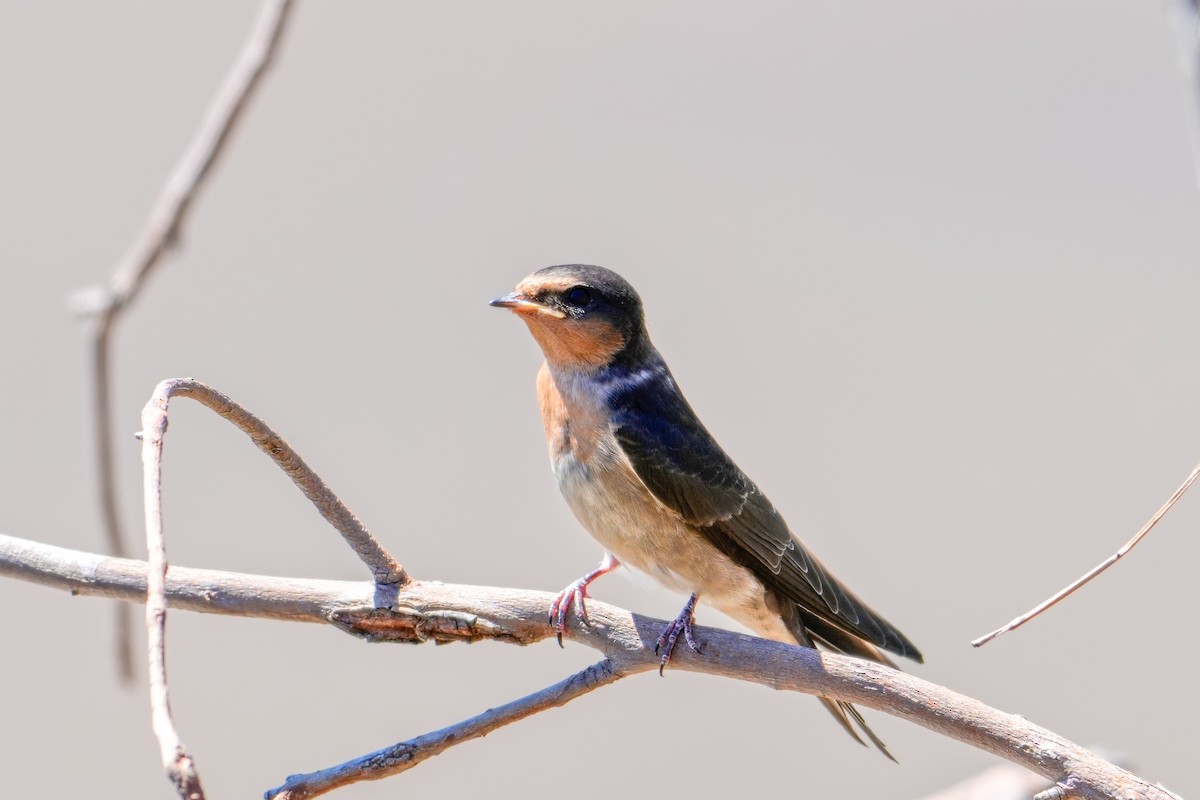 Welcome Swallow - ML646217459