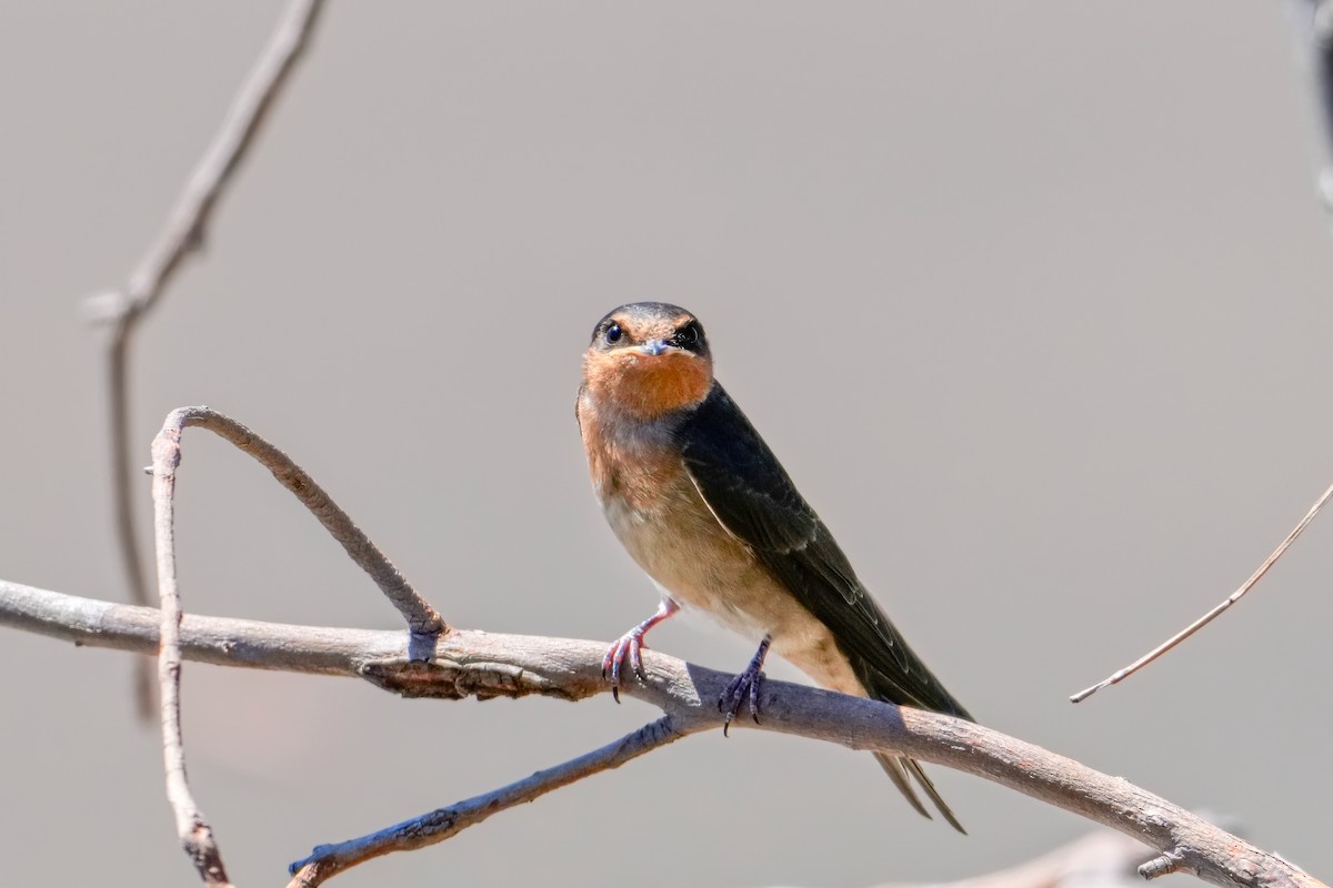 Welcome Swallow - ML646217461