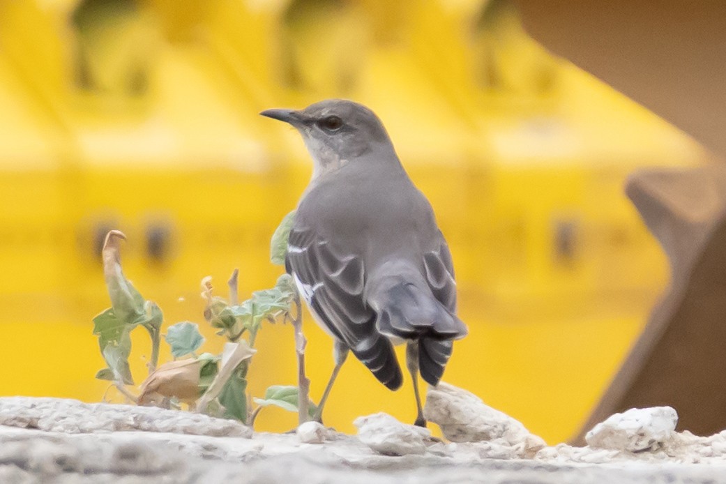 Northern Mockingbird - ML646217466