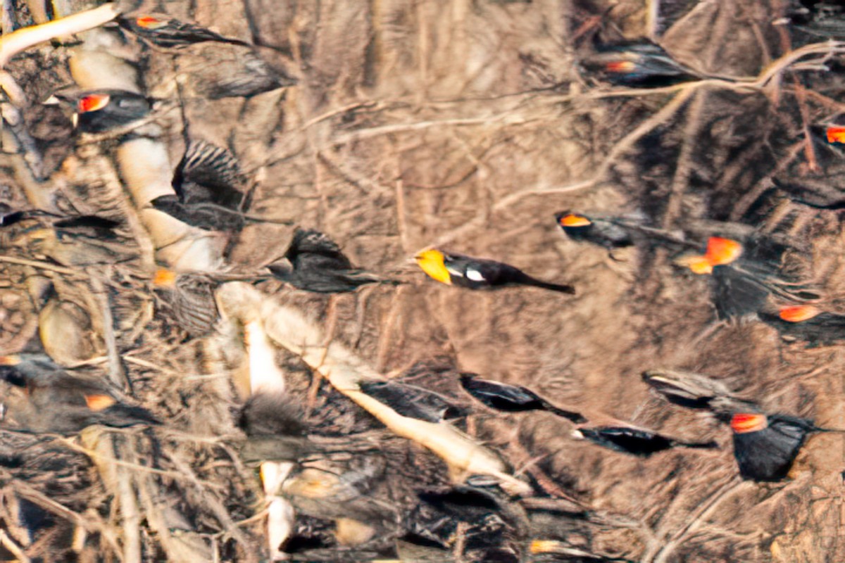 Carouge à tête jaune - ML646217467