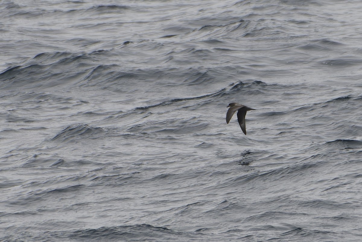 Petrel de Murphy - ML646217476