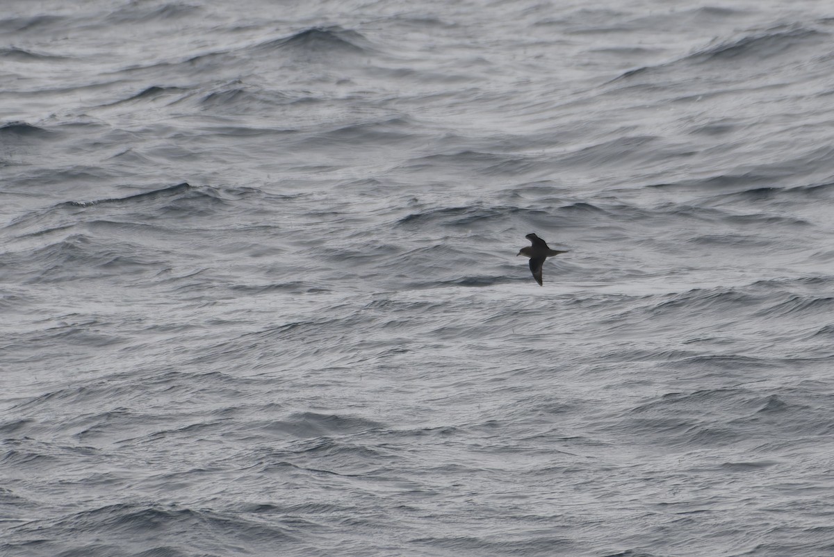 Petrel de Murphy - ML646217477