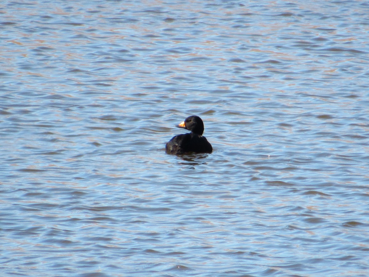 Black Scoter - ML646217480