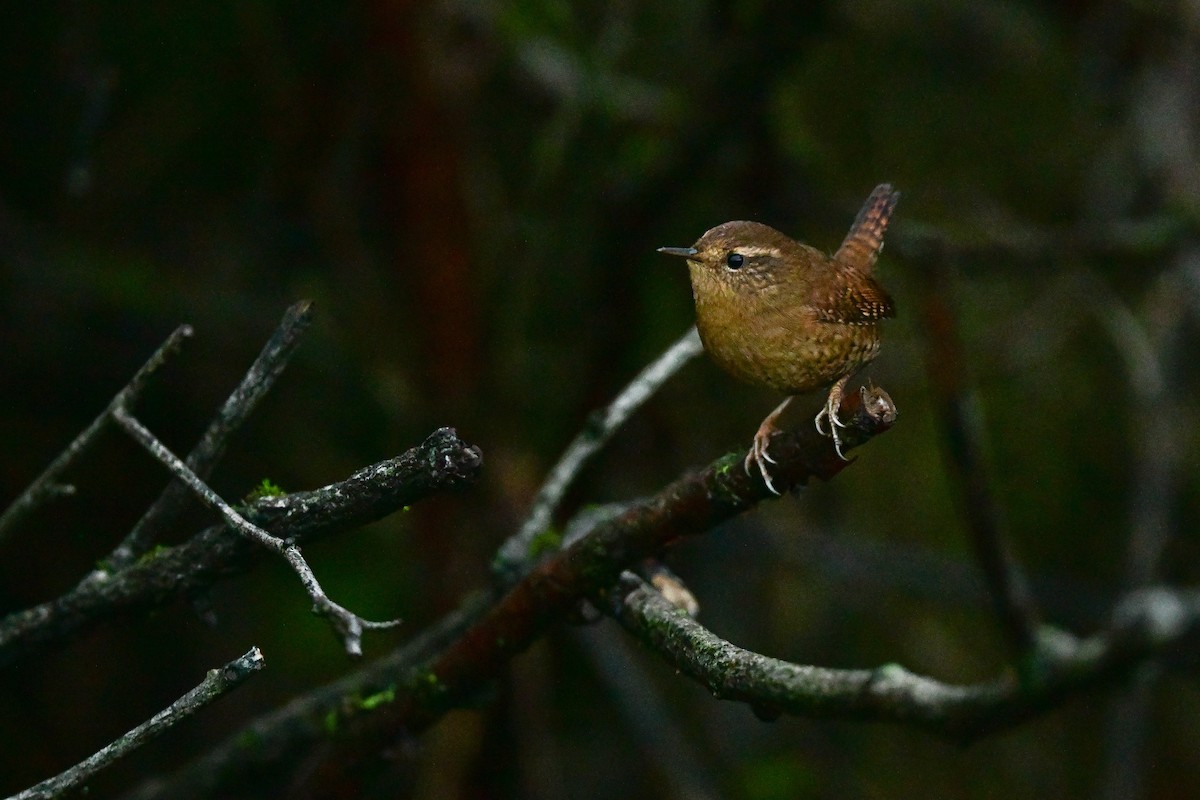 Pacific Wren - ML646217482