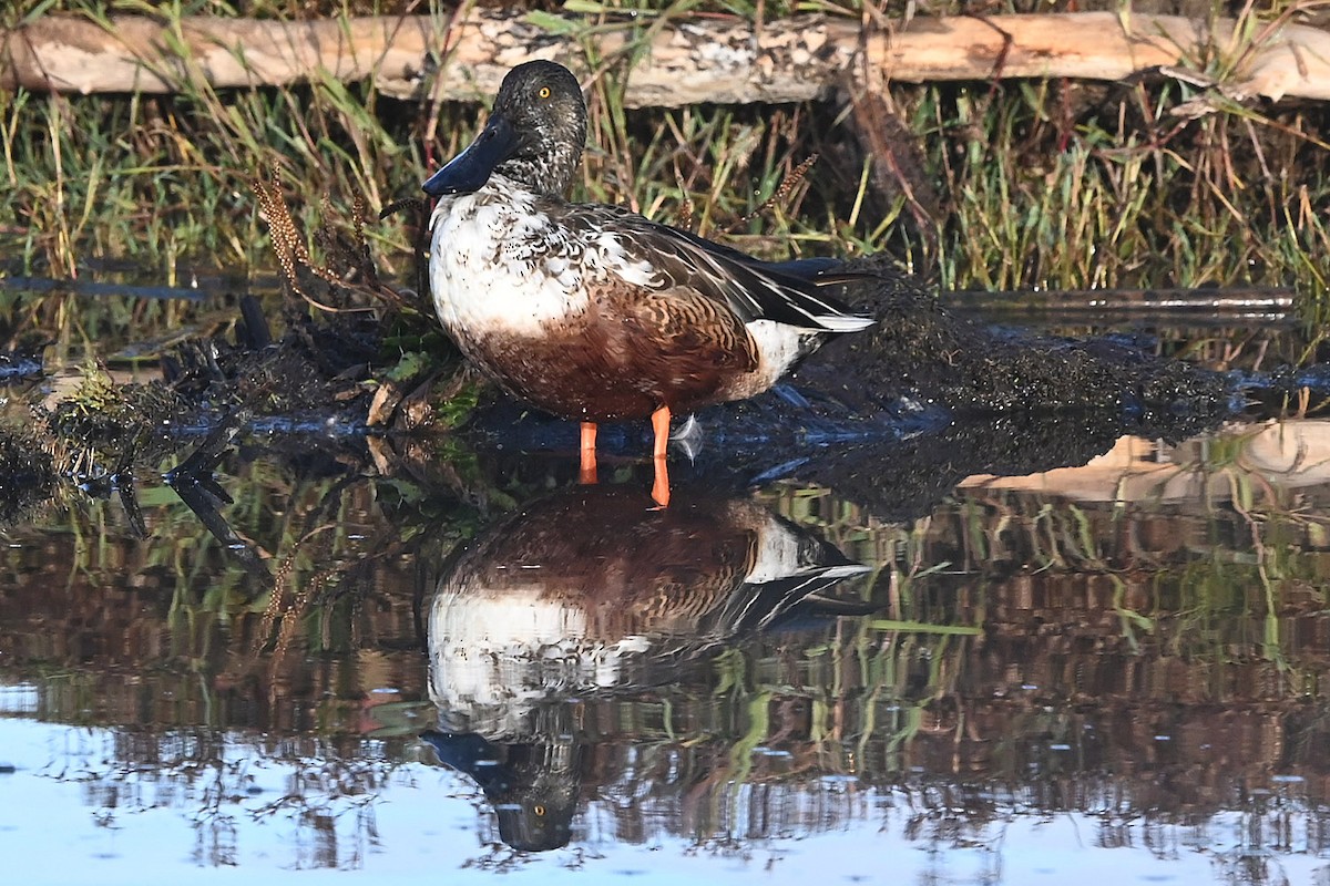 Халбага нугас - ML646217483