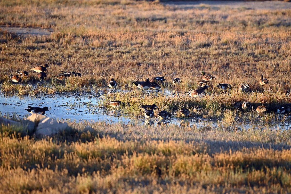 American Wigeon - ML646217499