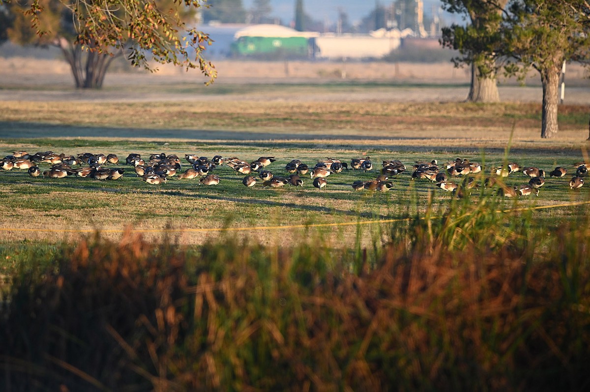 American Wigeon - ML646217500