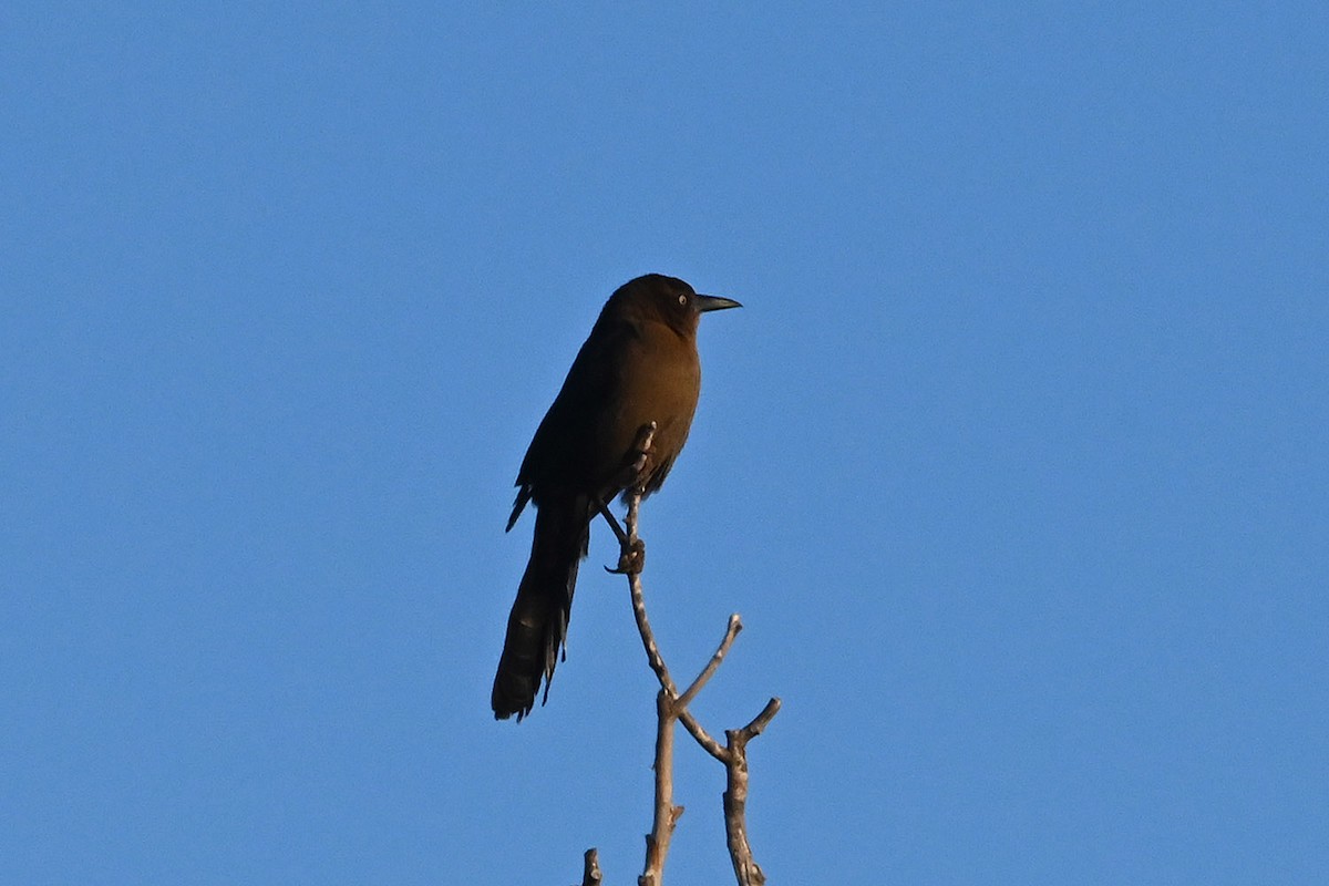 Great-tailed Grackle - ML646217501