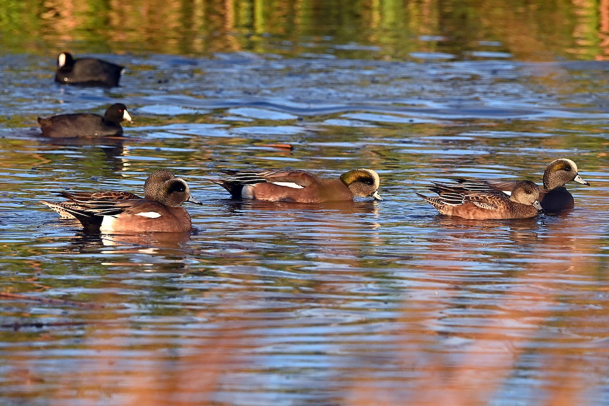 American Wigeon - ML646217502