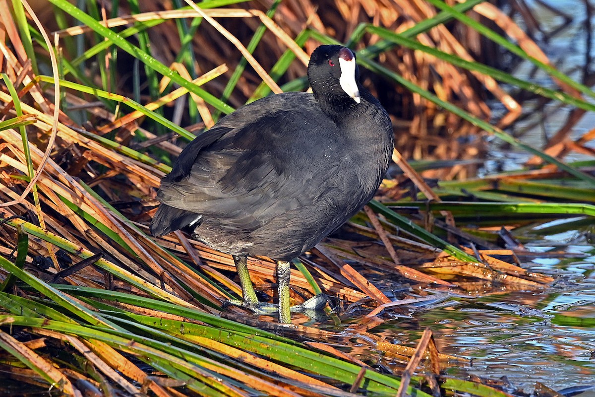 American Coot - ML646217507