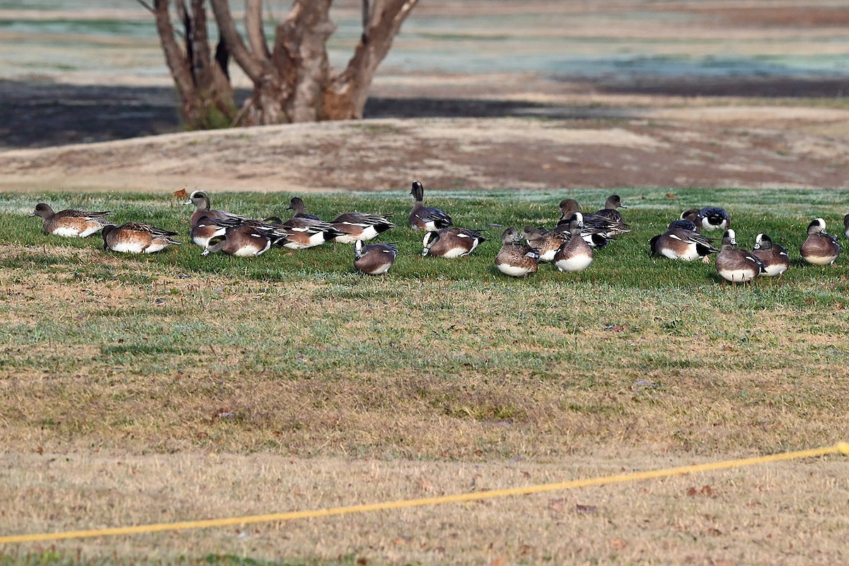 American Wigeon - ML646217508