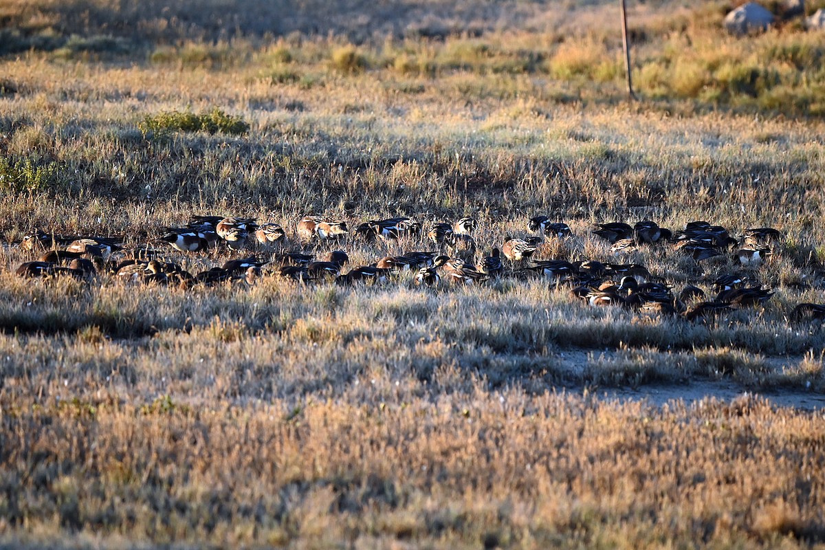 American Wigeon - ML646217509