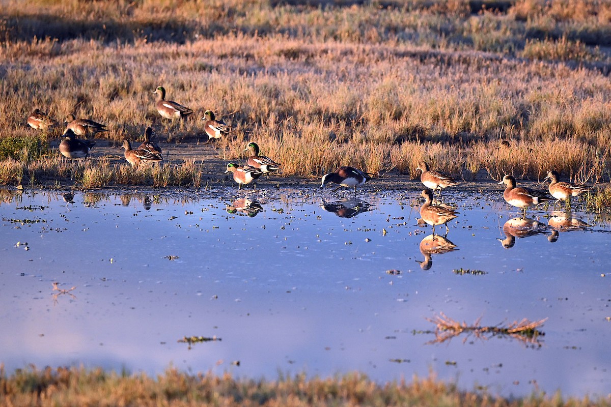 American Wigeon - ML646217510