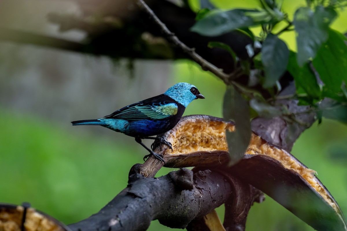 Blue-necked Tanager - ML646217516