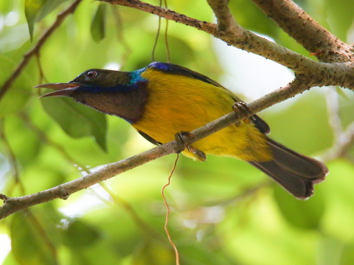 Brown-throated Sunbird - ML646217517
