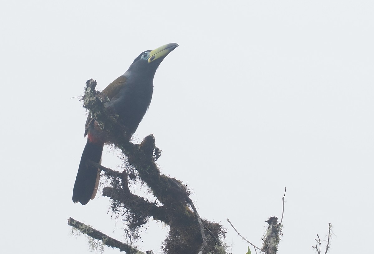 Hooded Mountain-Toucan - ML646217518