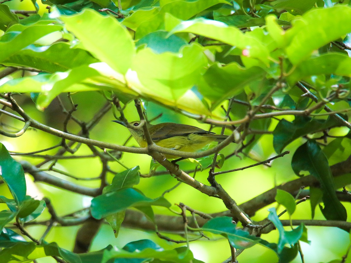 Ornate Sunbird - ML646217524