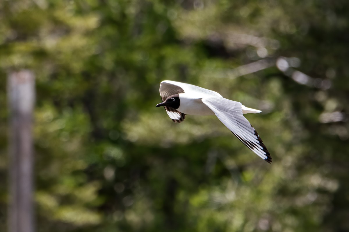 Andean Gull - ML646217527