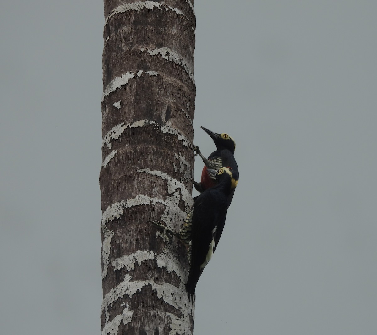 マミジロミヤビゲラ - ML646217528