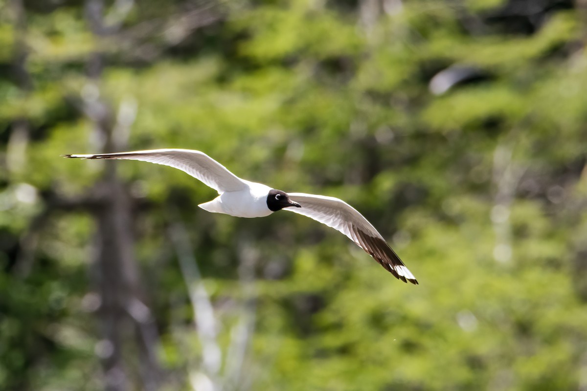Andean Gull - ML646217529