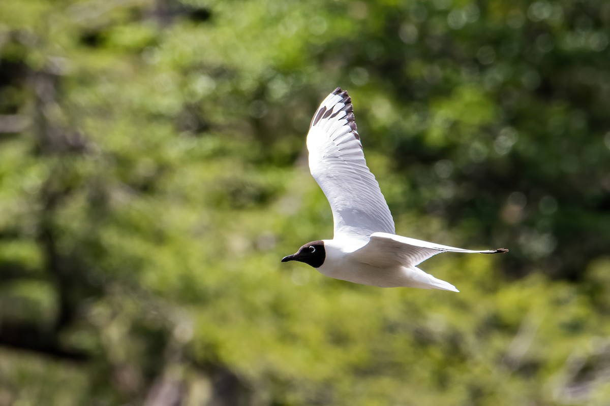 Andean Gull - ML646217530