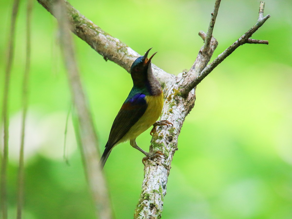 Brown-throated Sunbird - ML646217536