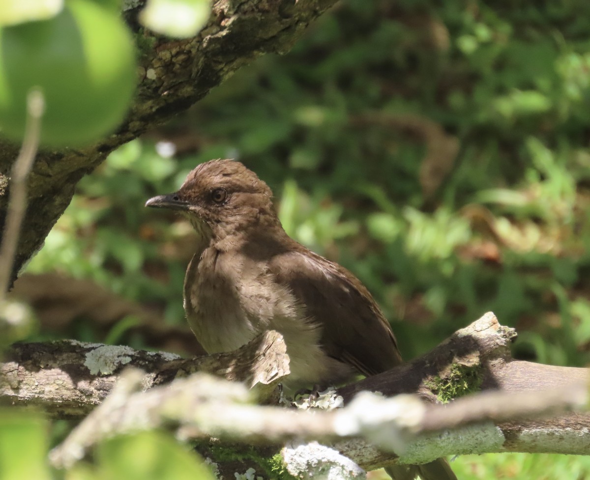 Zorzal Piquinegro - ML646217539