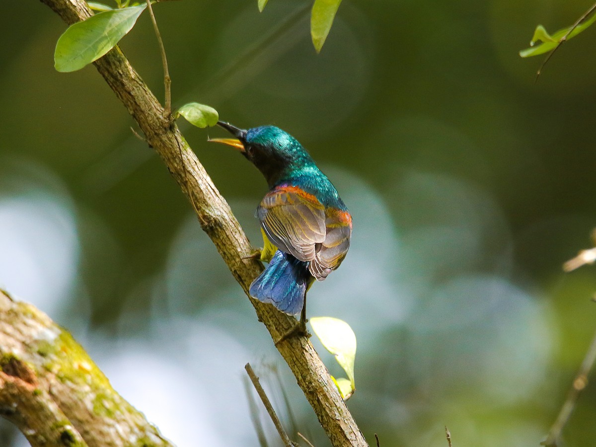 Brown-throated Sunbird - ML646217540