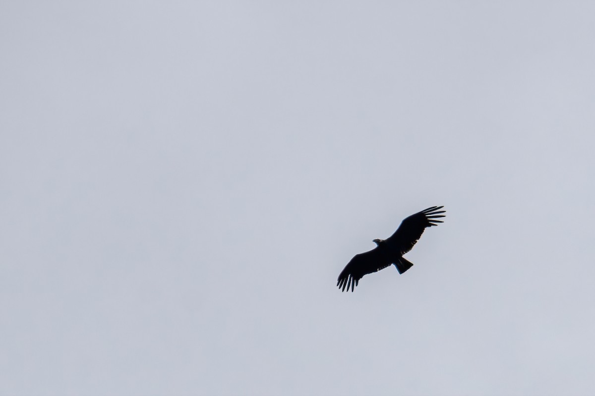 Andean Condor - ML646217544