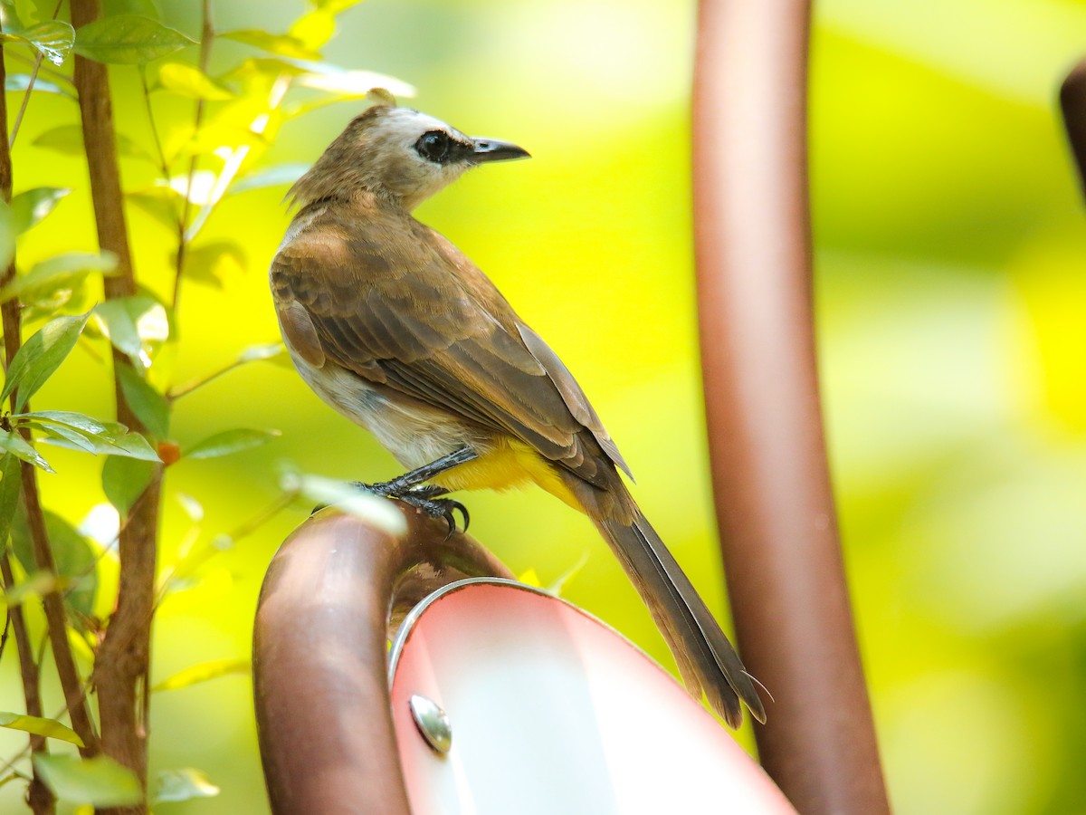 Bulbul Culiamarillo - ML646217545