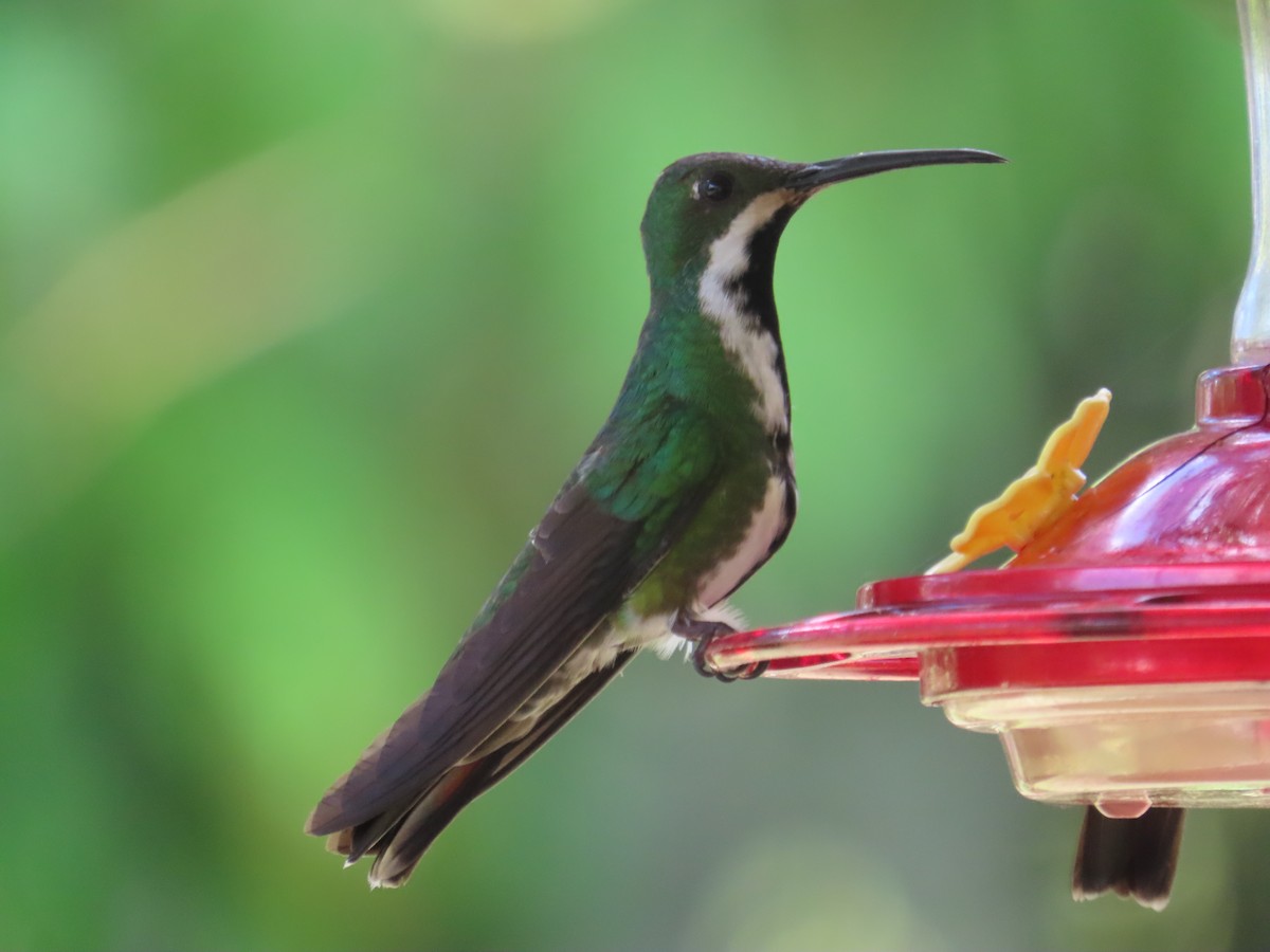 Mango Gorjinegro - ML646217546