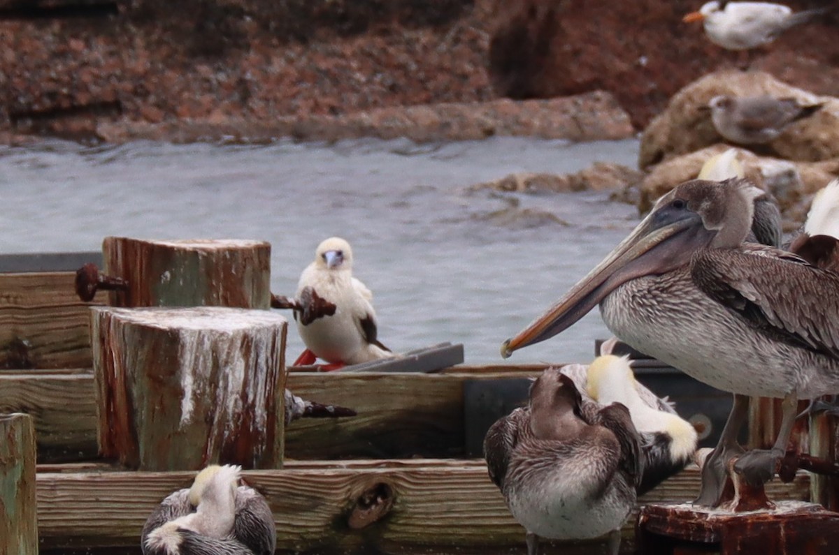 Сула червононога - ML646217549