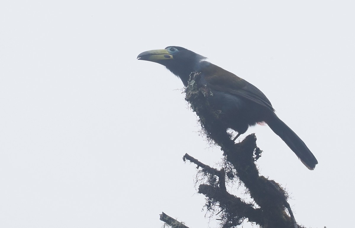 Hooded Mountain-Toucan - ML646217553
