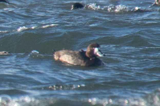 Greater Scaup - ML646217554