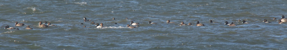 Greater Scaup - ML646217555