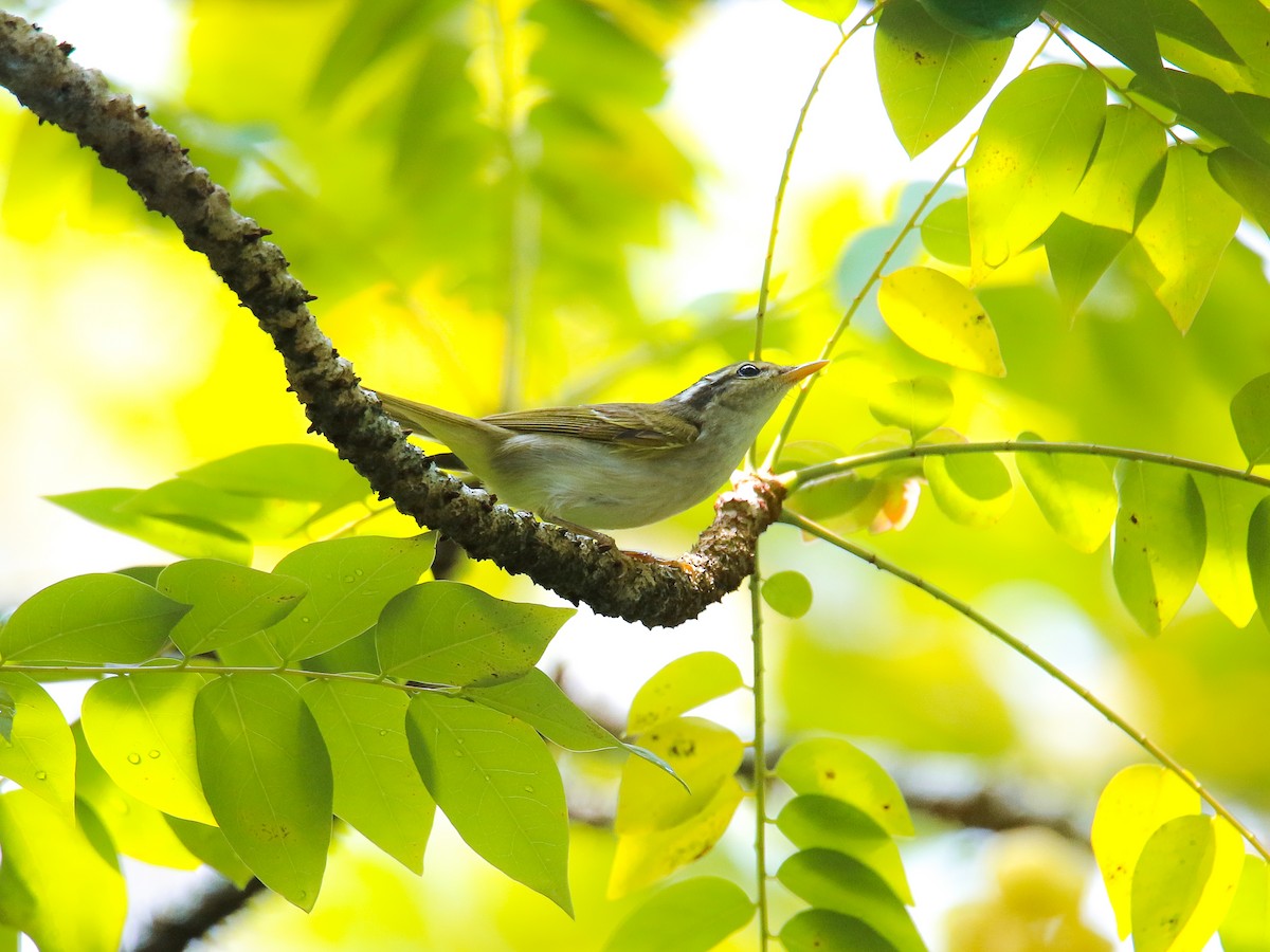 Mosquitero Coronado - ML646217557