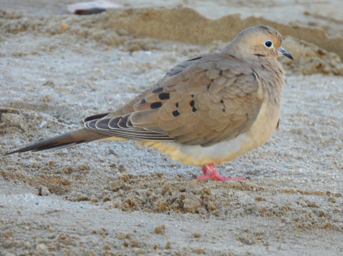 Zenaida Huilota - ML646217558