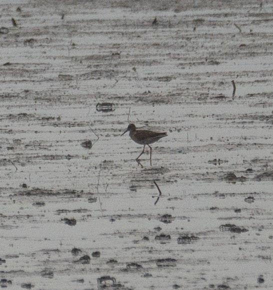 Archibebe Común - ML646217559