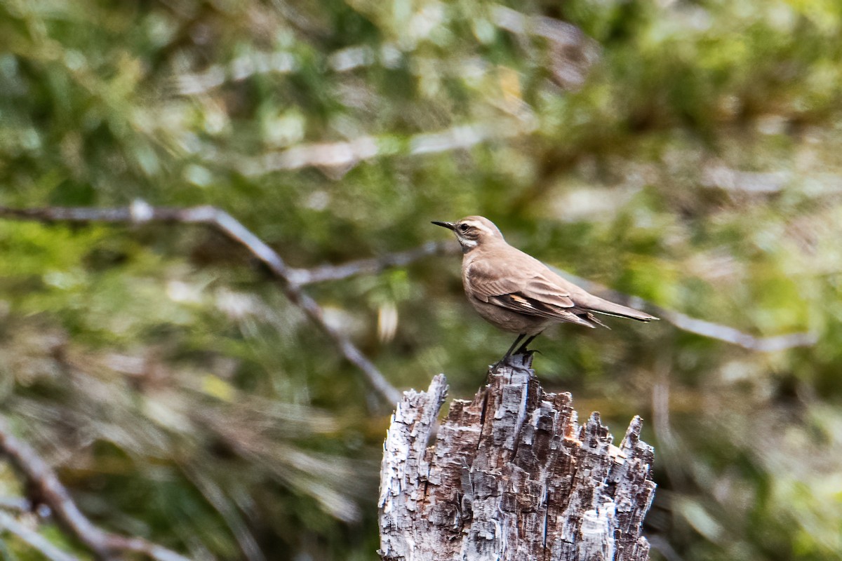 Remolinera Fusca - ML646217560