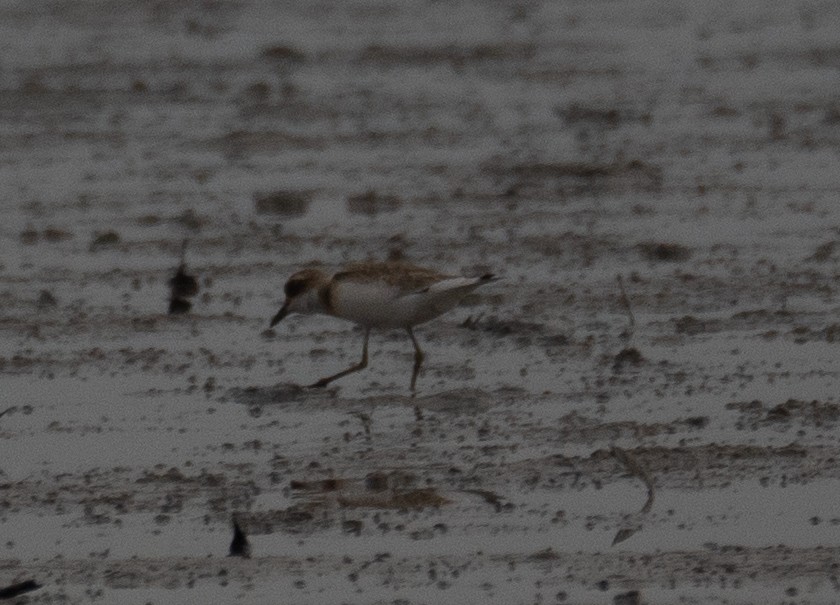 Chorlitejo Mongol - ML646217561