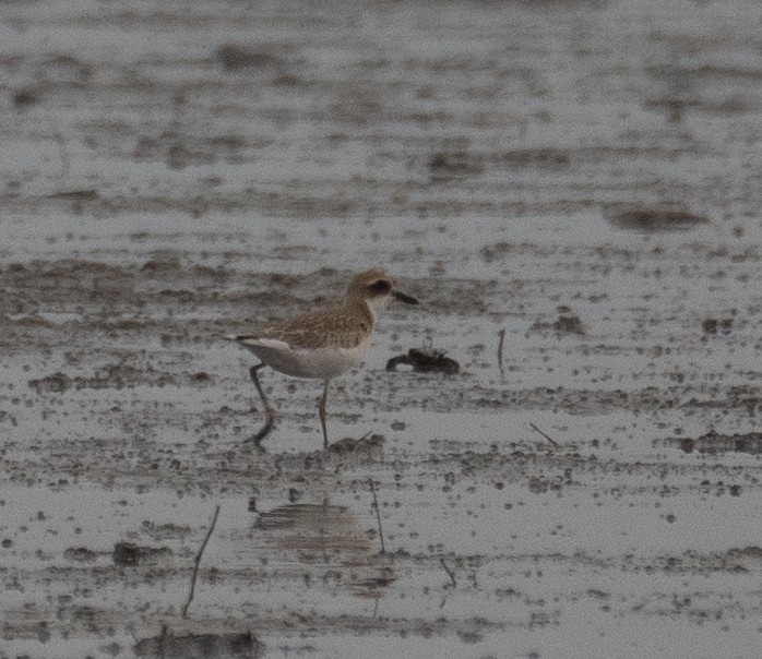 Chorlitejo Mongol - ML646217562