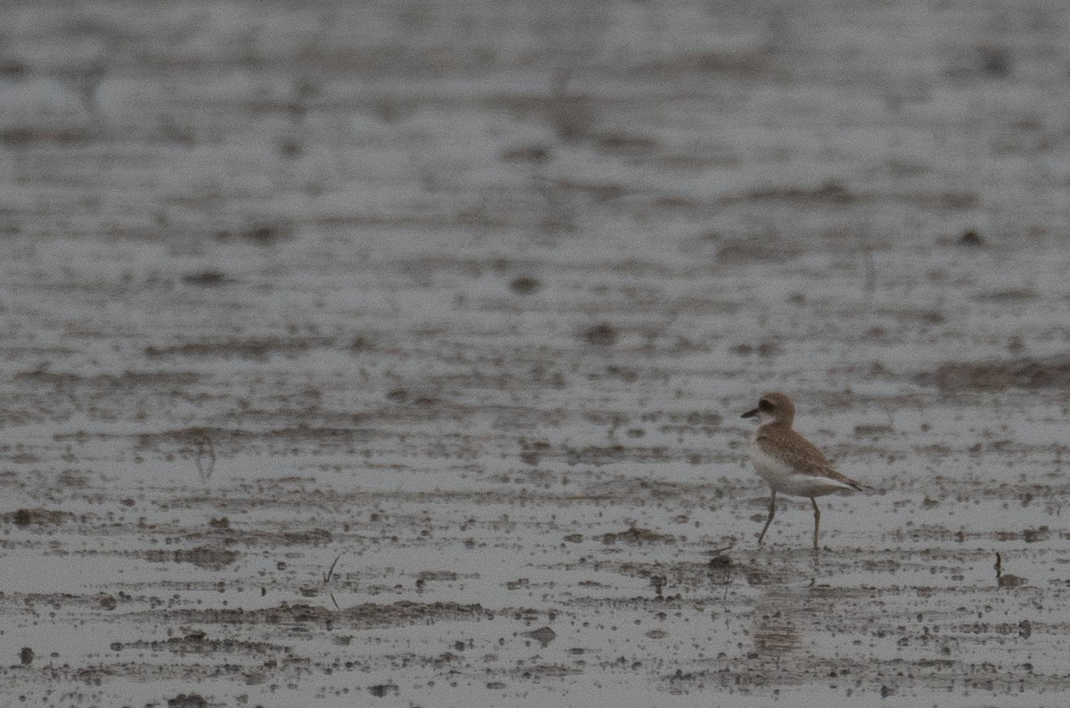 Chorlitejo Mongol - ML646217563