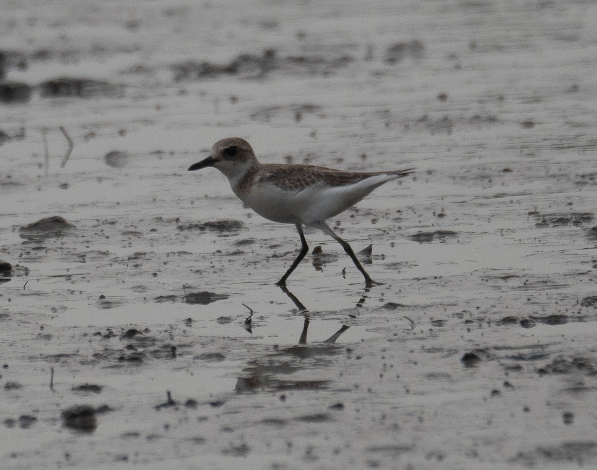 Chorlitejo Mongol - ML646217564