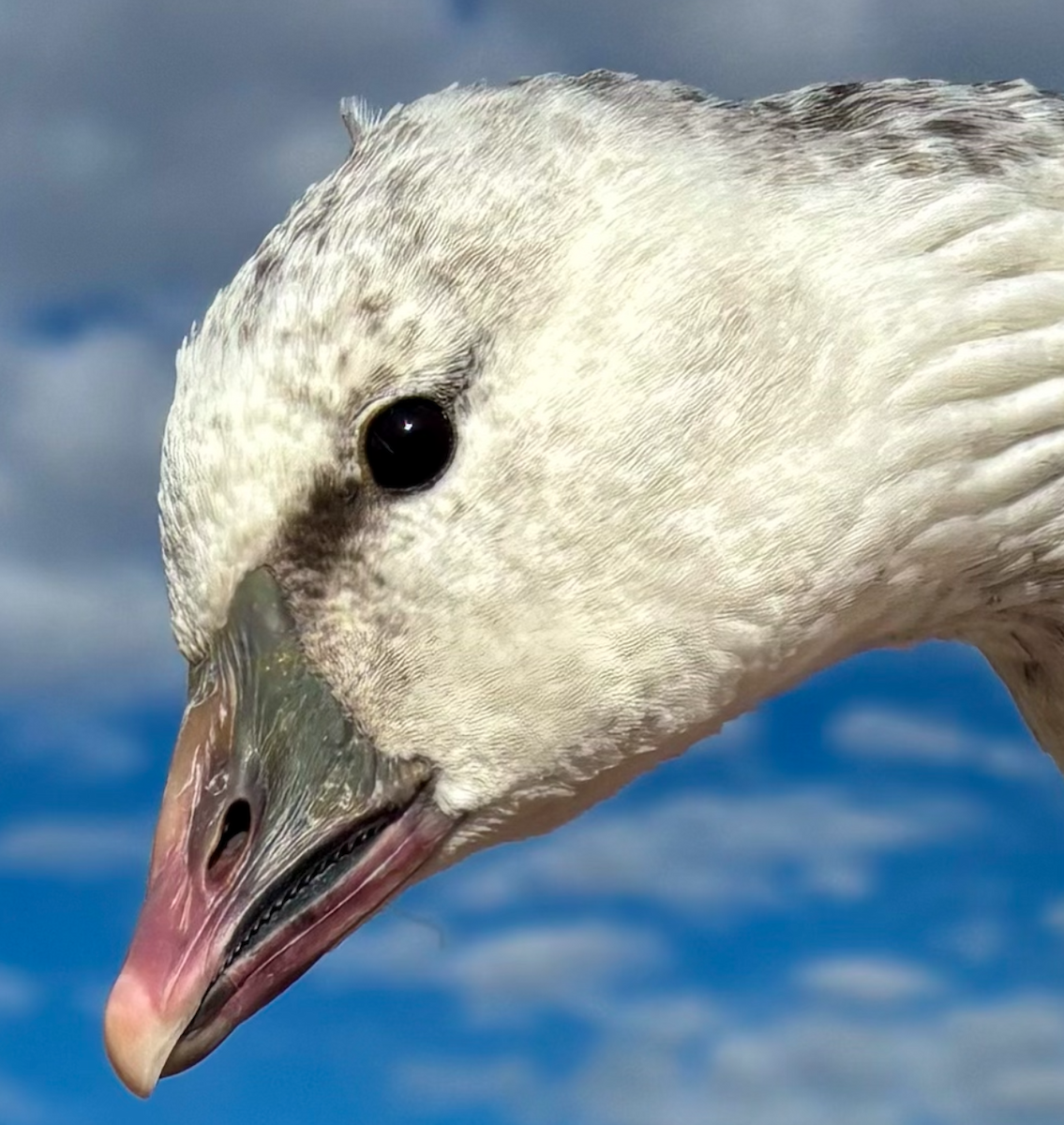 Ross's Goose - ML646217566