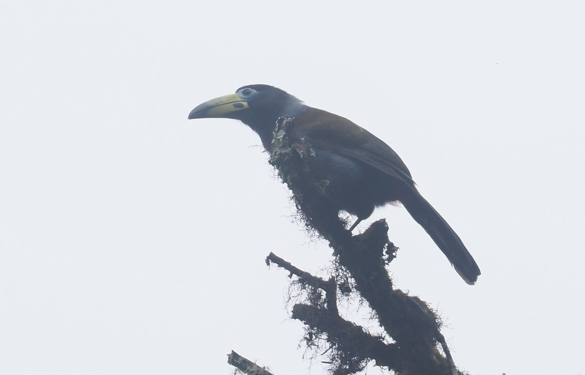 Tucán Encapuchado - ML646217567