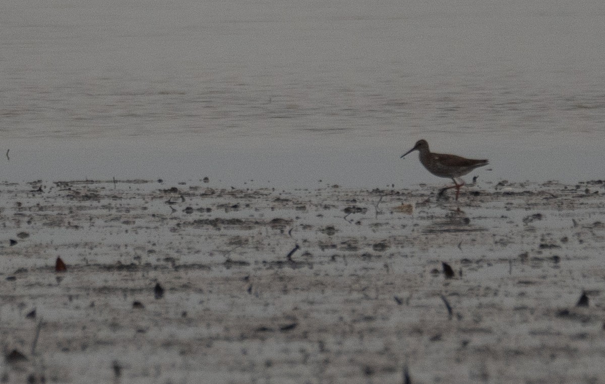 Archibebe Común - ML646217568