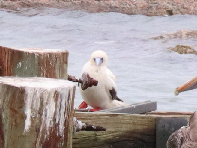 Piquero Patirrojo - ML646217569